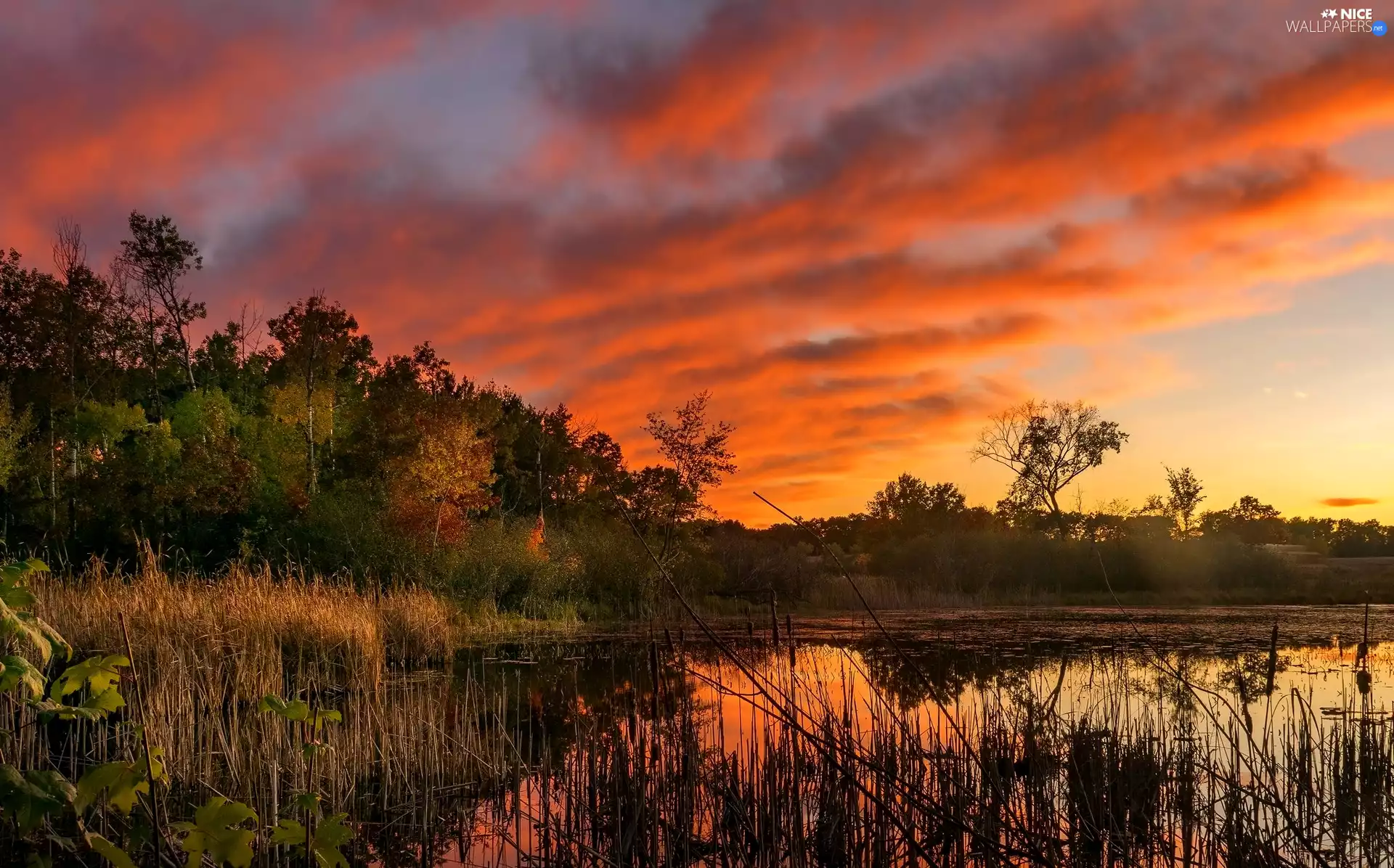 viewes, lake, high, trees, Great Sunsets, rushes, grass