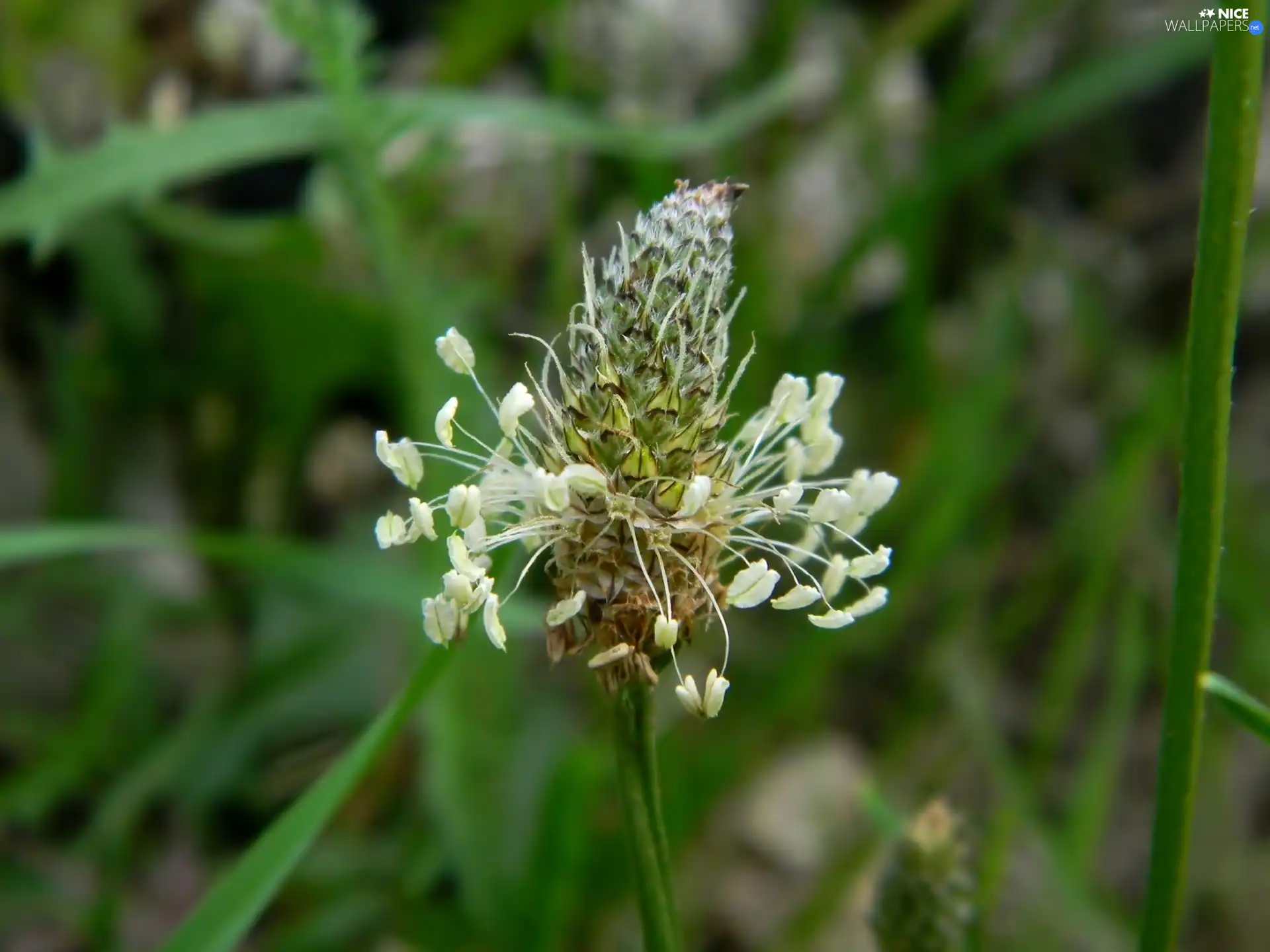 inflorescence, grass