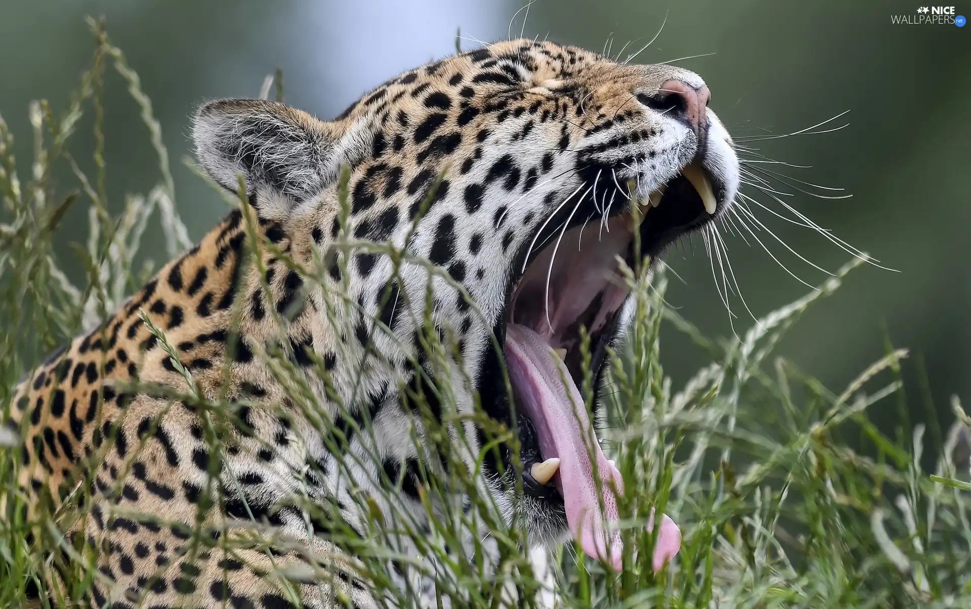 grass, yawning, Jaguar