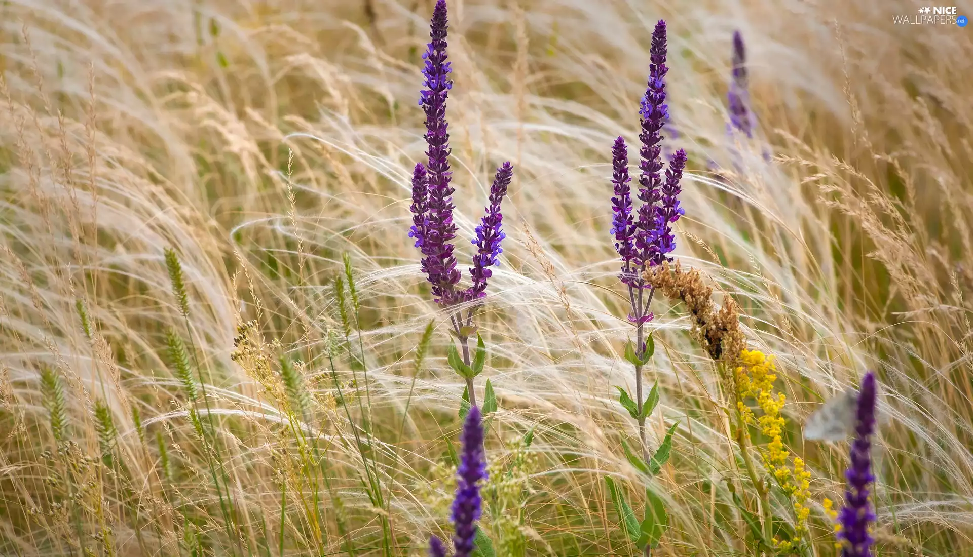 grass, Flowers, lavender