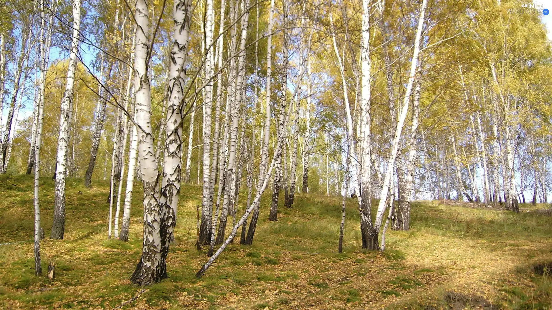 grass, birch, Leaf