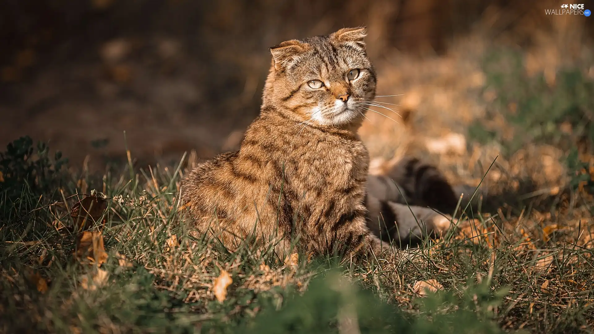 cat, grass, Leaf, Scottish Fold