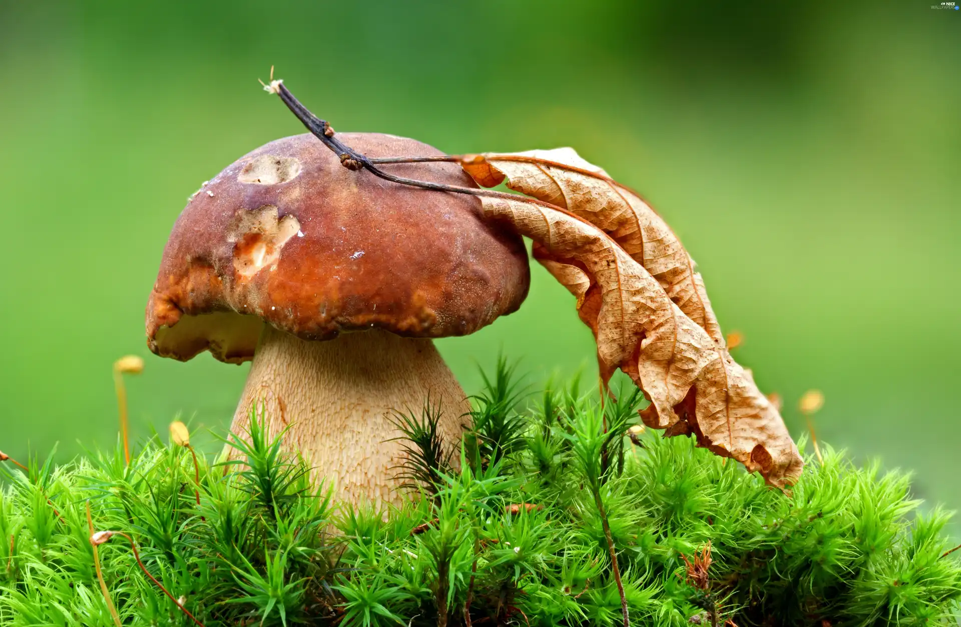 grass, Mushrooms, leaf