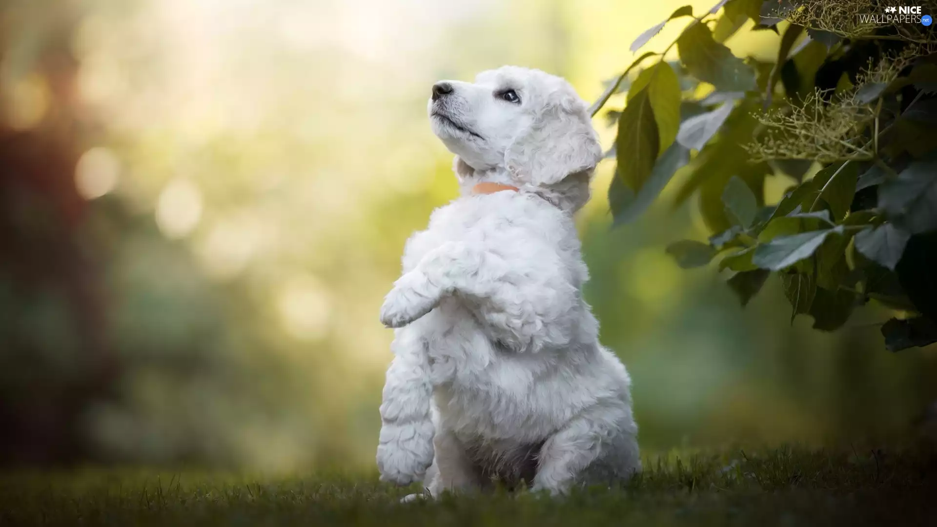 White, poodle, Leaf, pud, Bush, Puppy, dog, grass