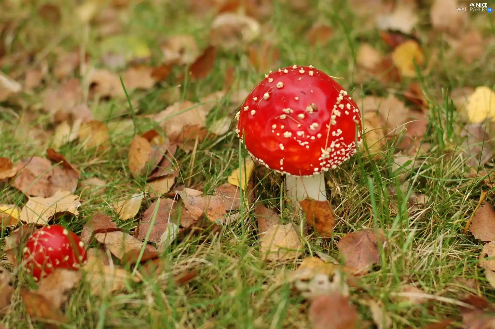 grass, toadstools, Leaf