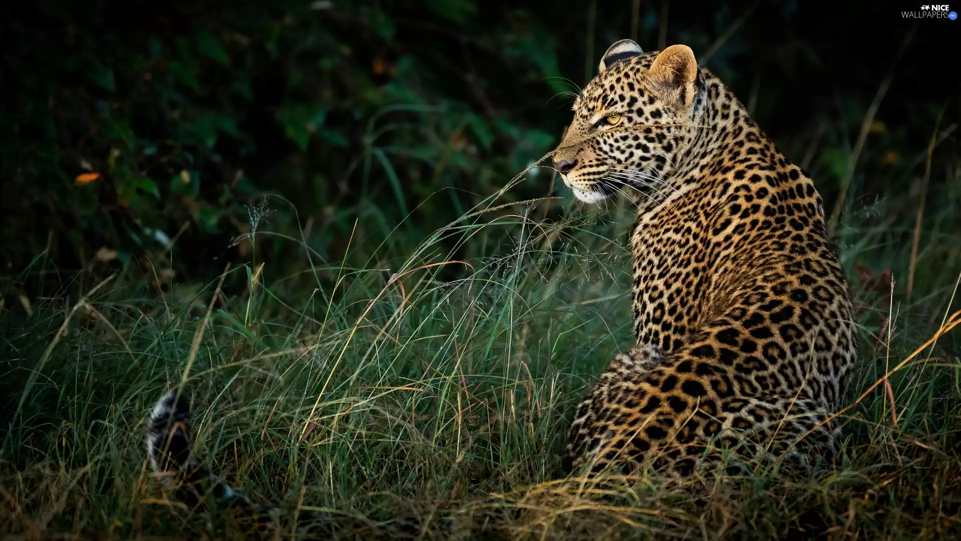 grass, sitter, Leopards