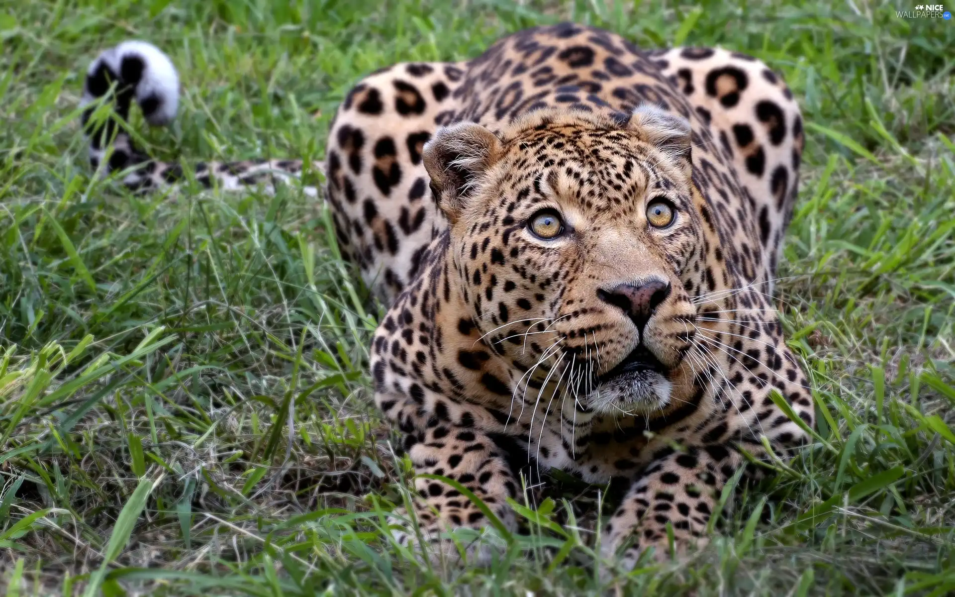 Leopards, grass