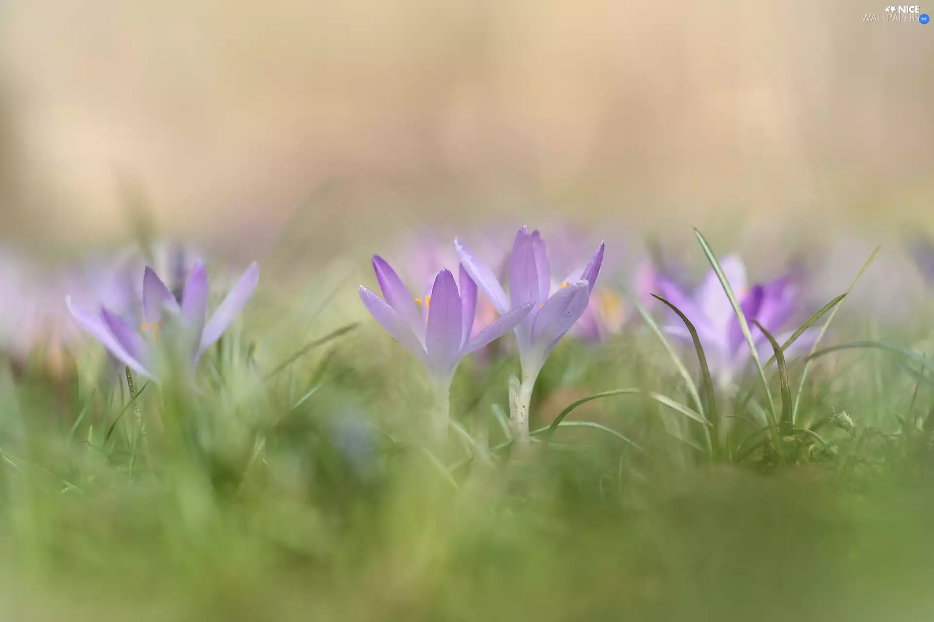 grass, crocuses, lilac