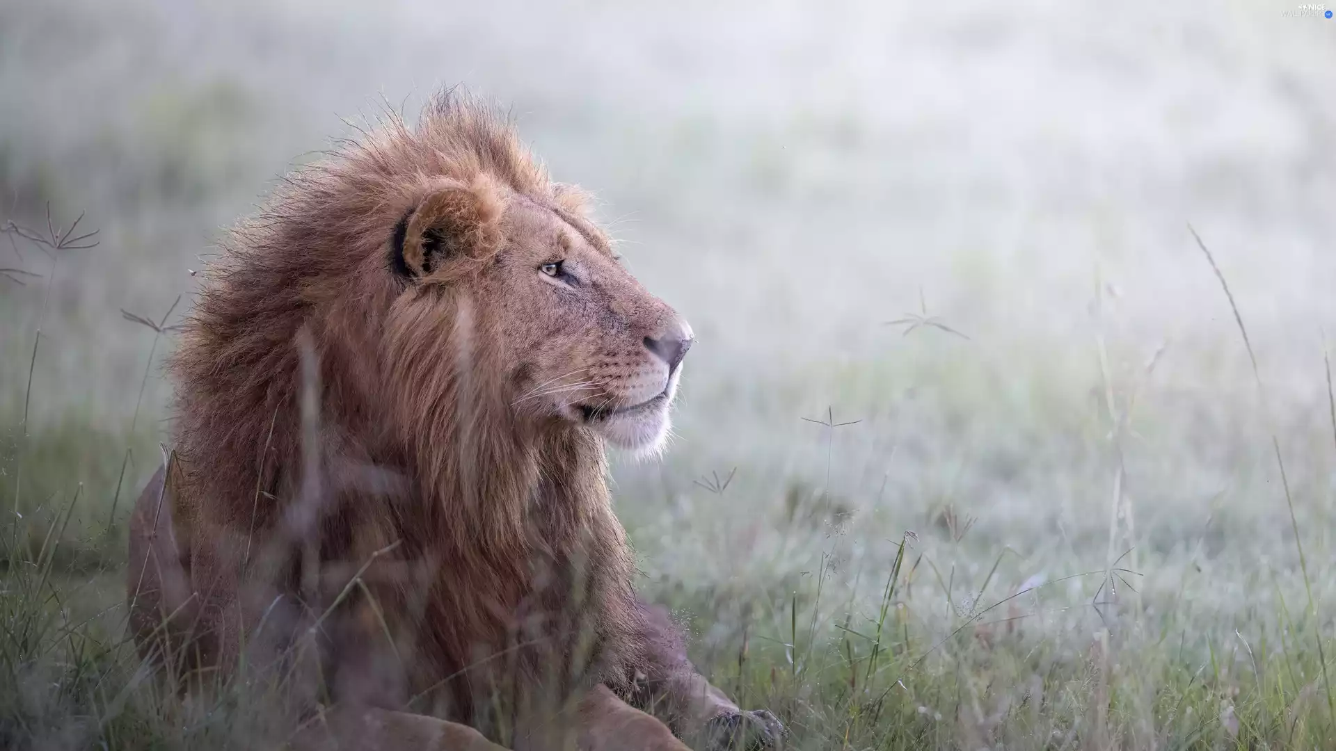 grass, lying, Lion