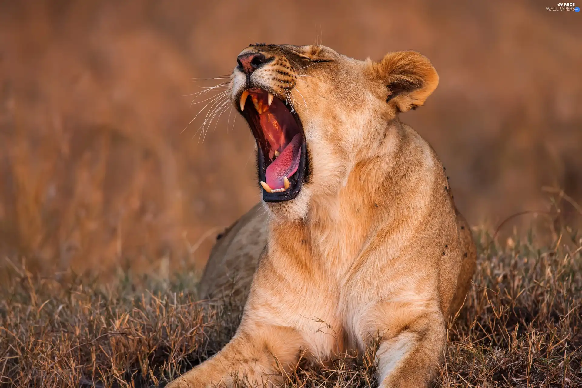 grass, yawning, Lioness