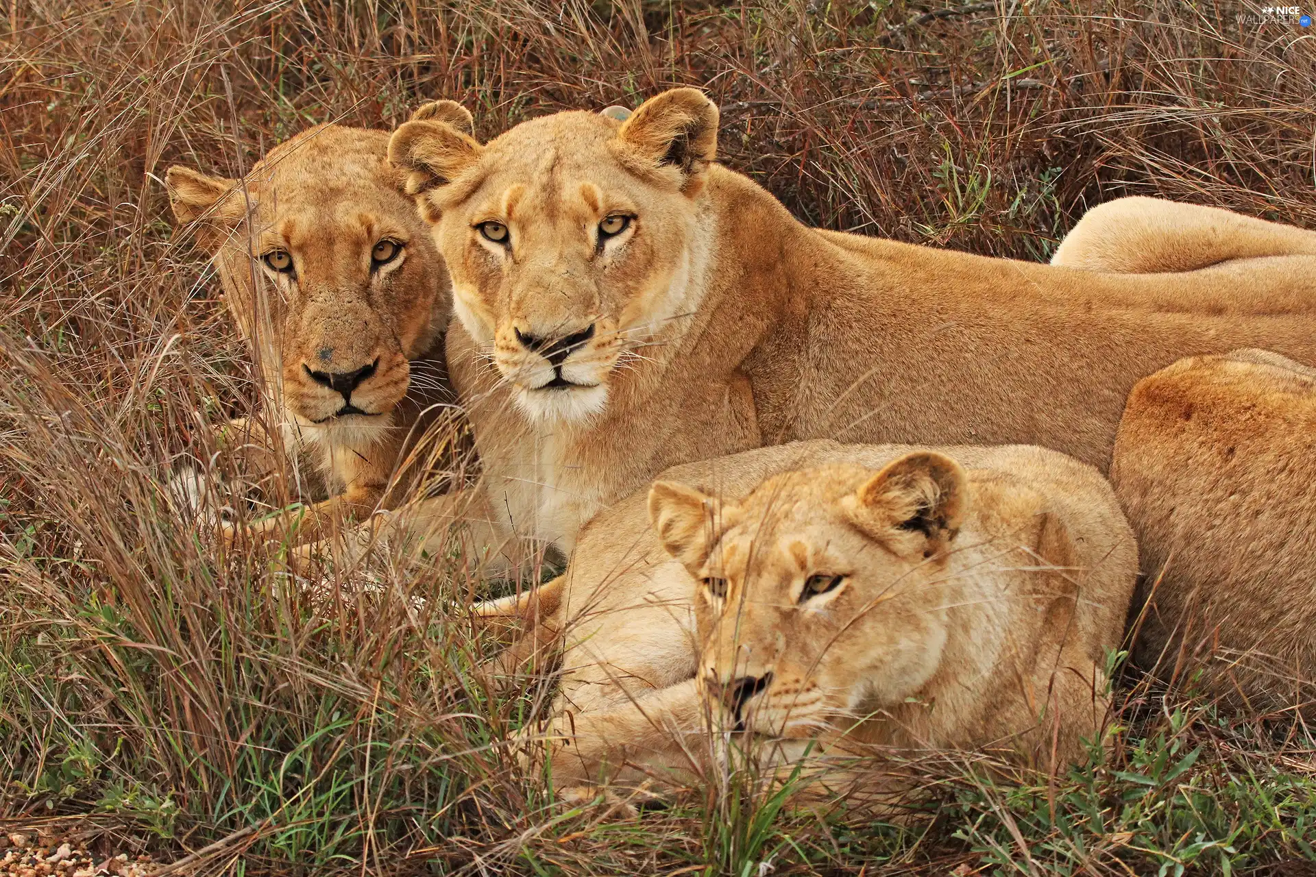 grass, Three, lions