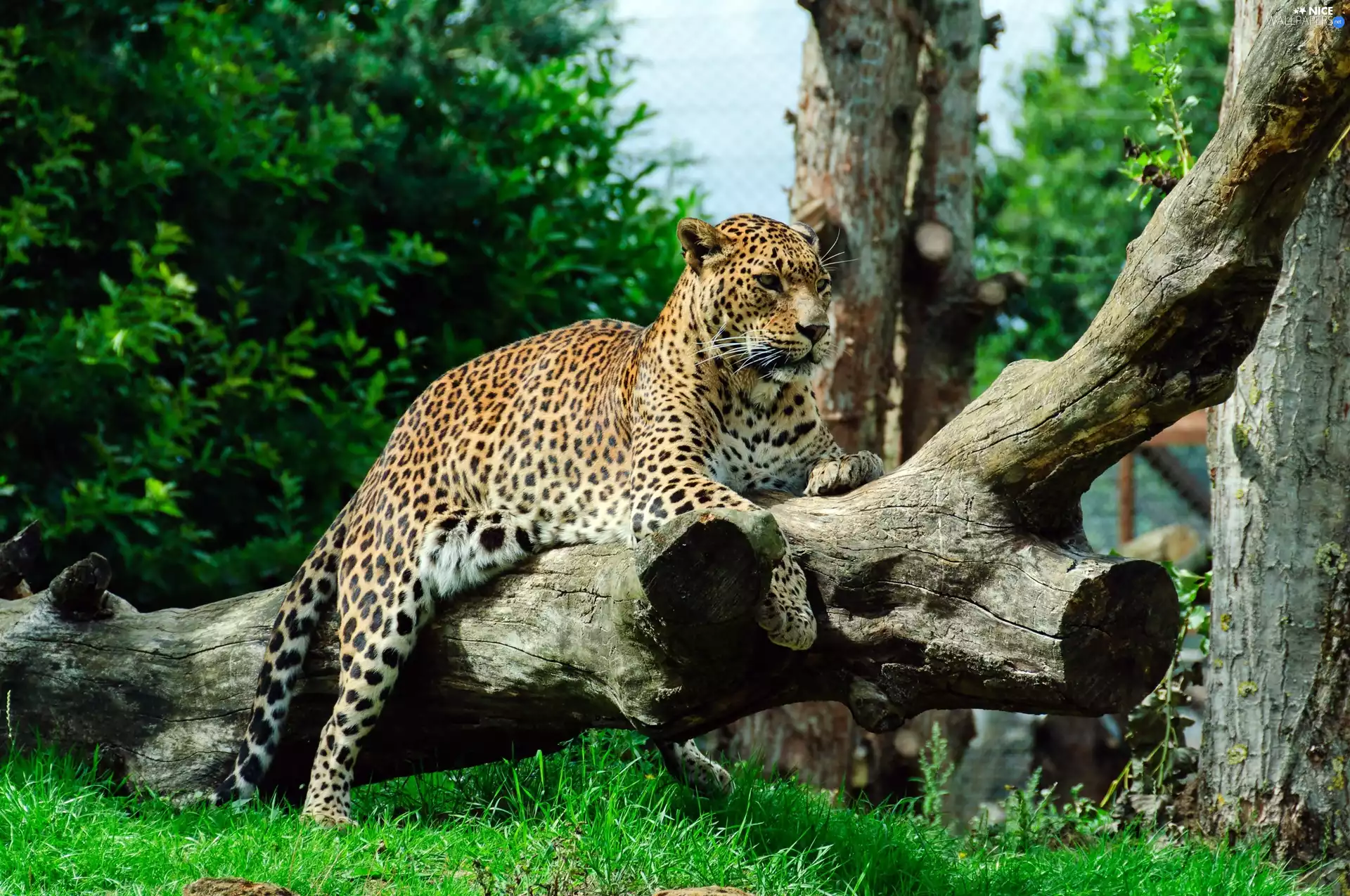 grass, Jaguar, Logs