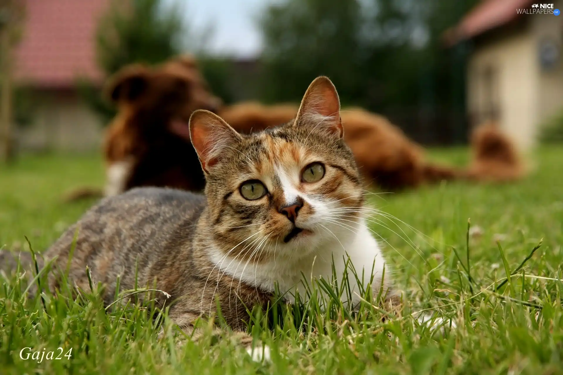 The look, kitten, grass