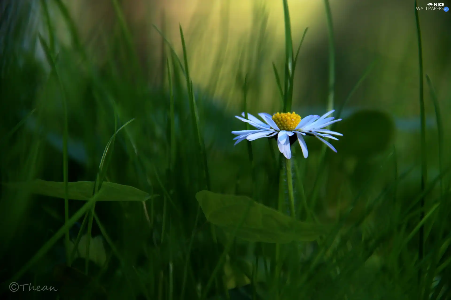 daisy, grass
