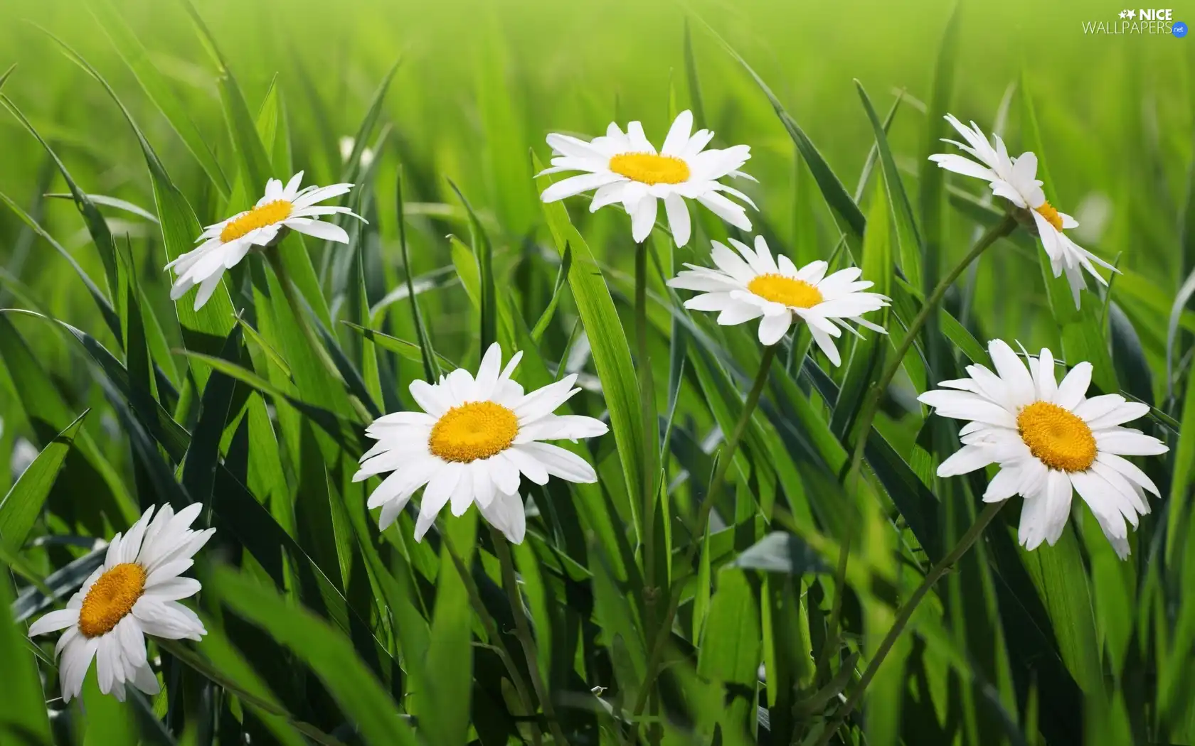 grass, pyrethrum, Meadow