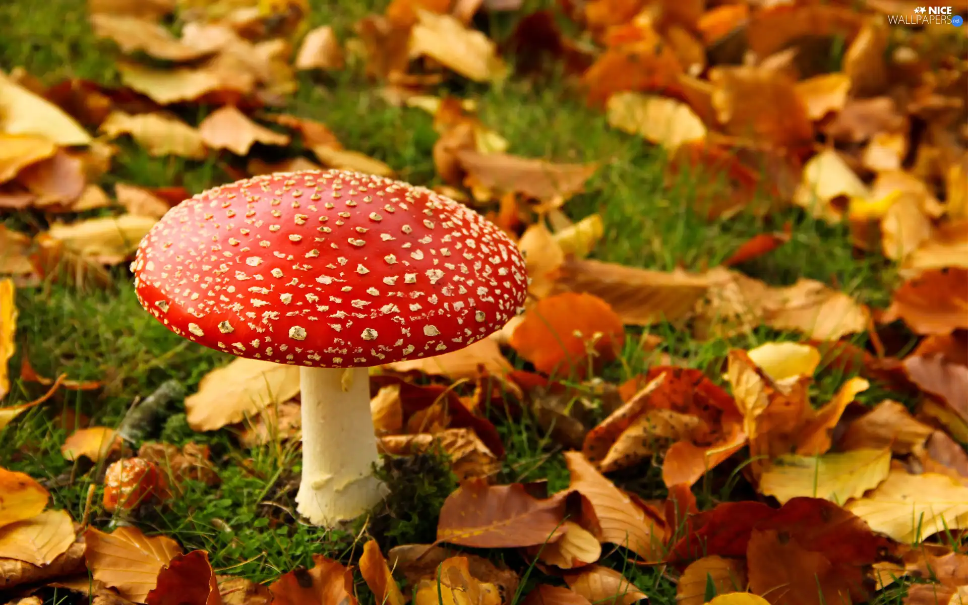 Mushrooms, Leaf, grass, toadstool