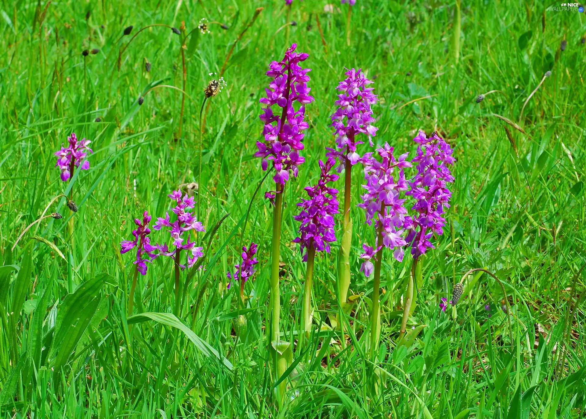 orchids, grass