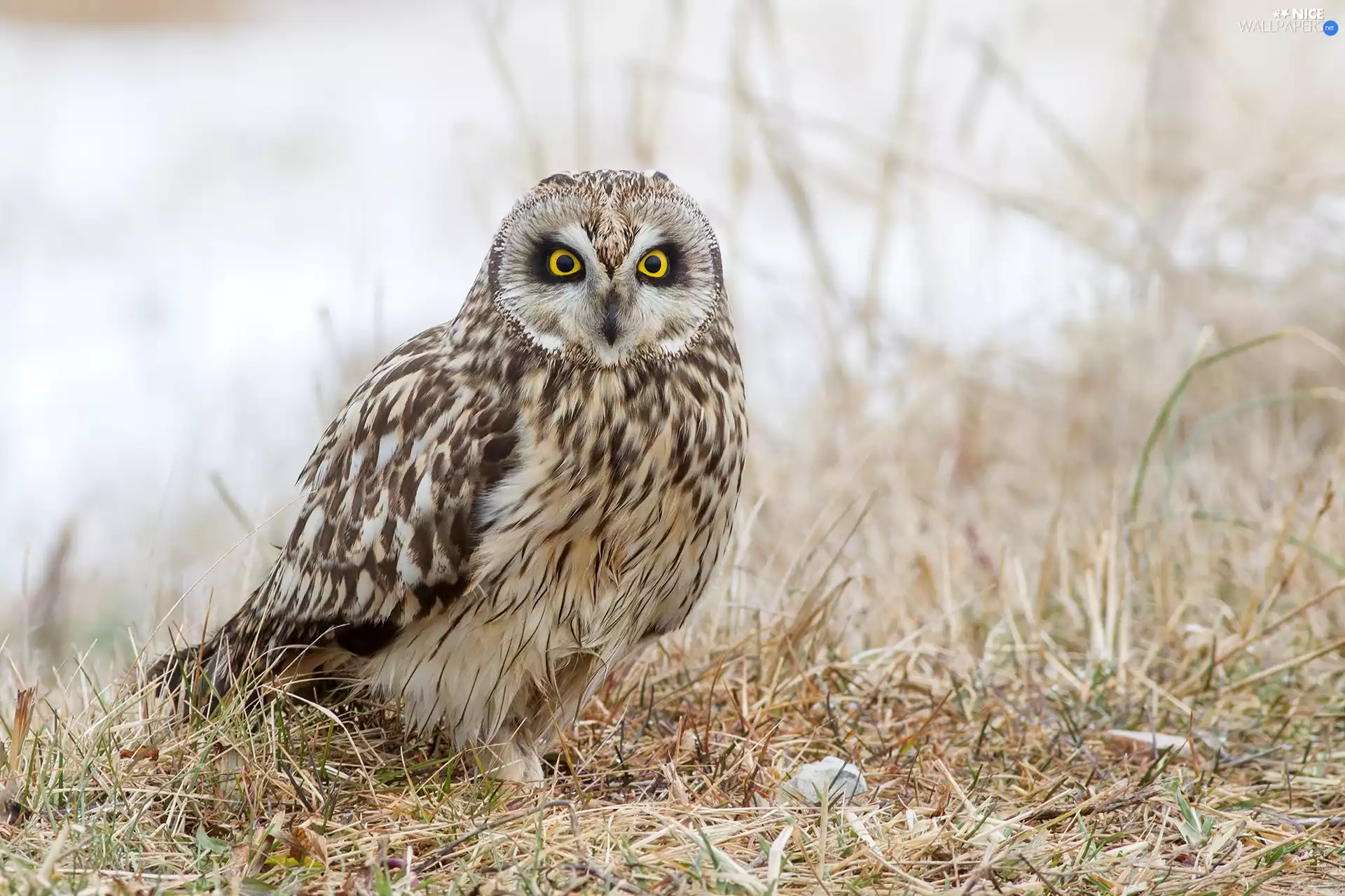 grass, owl, Owl