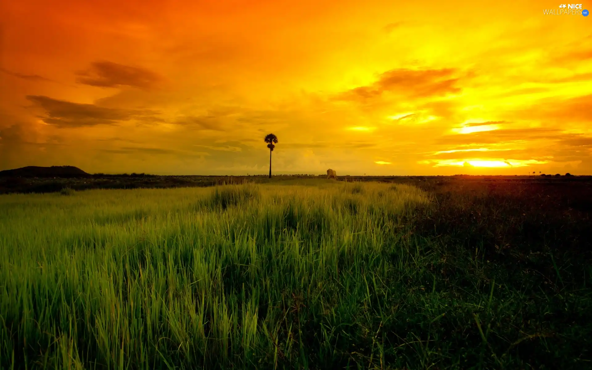 grass, Palm, sun, field, west