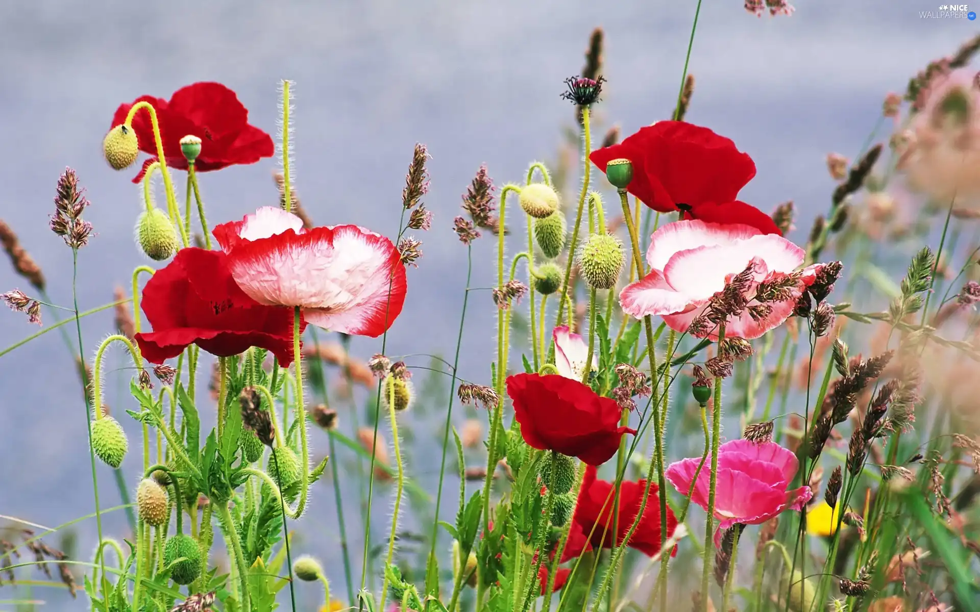 grass, color, papavers