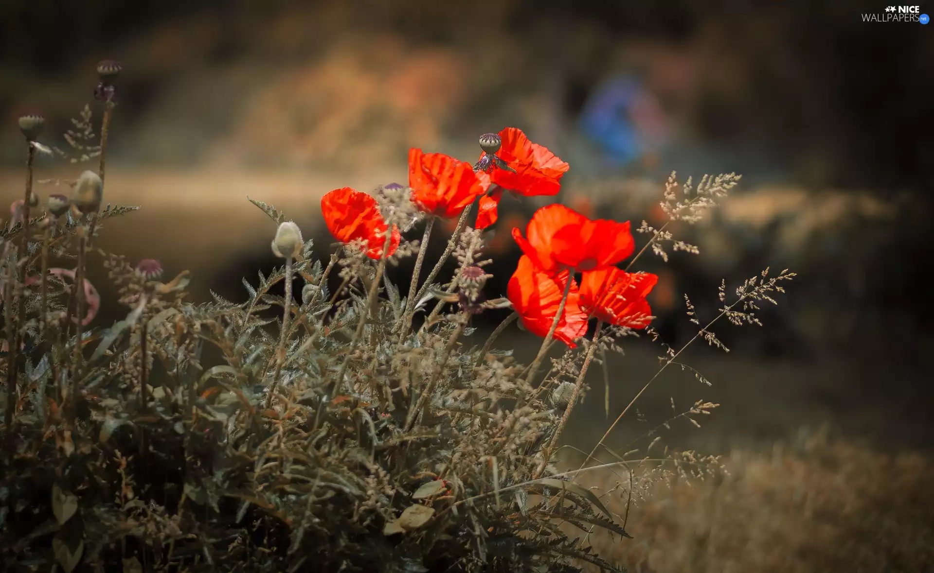 grass, Flowers, papavers