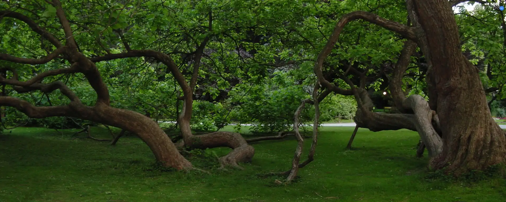 Park, viewes, grass, trees