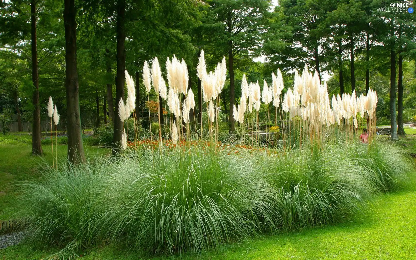 Park, viewes, grass, trees