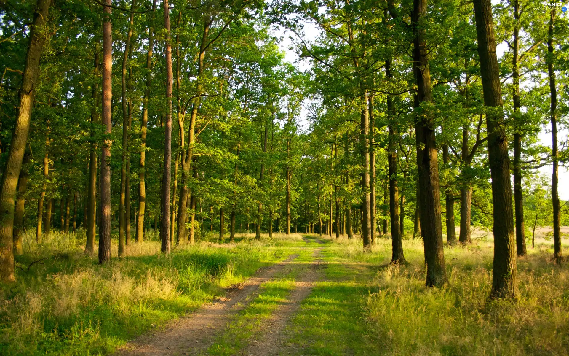 grass, Path, trees, viewes, forest