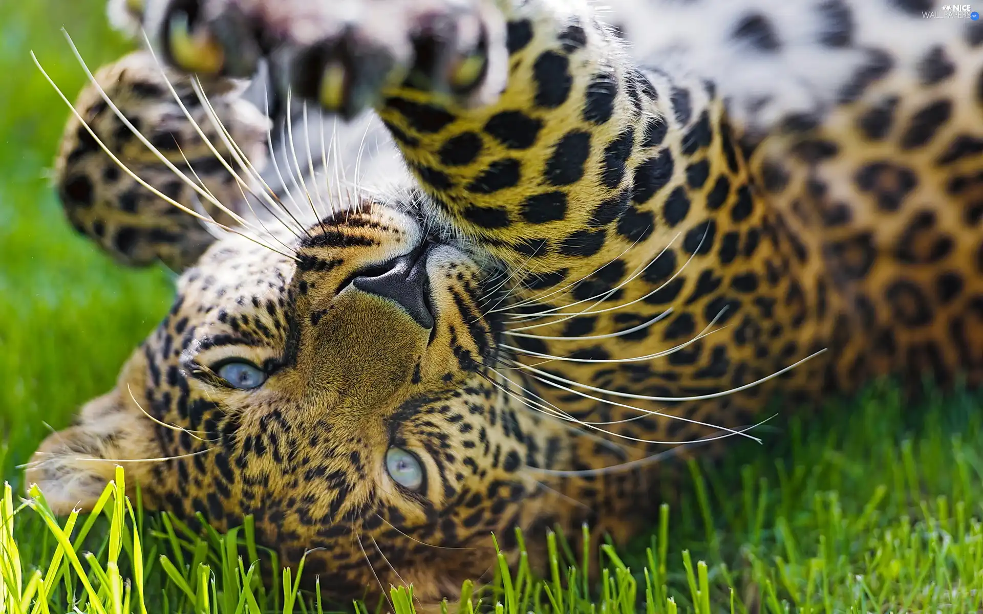 grass, Leopards, paw