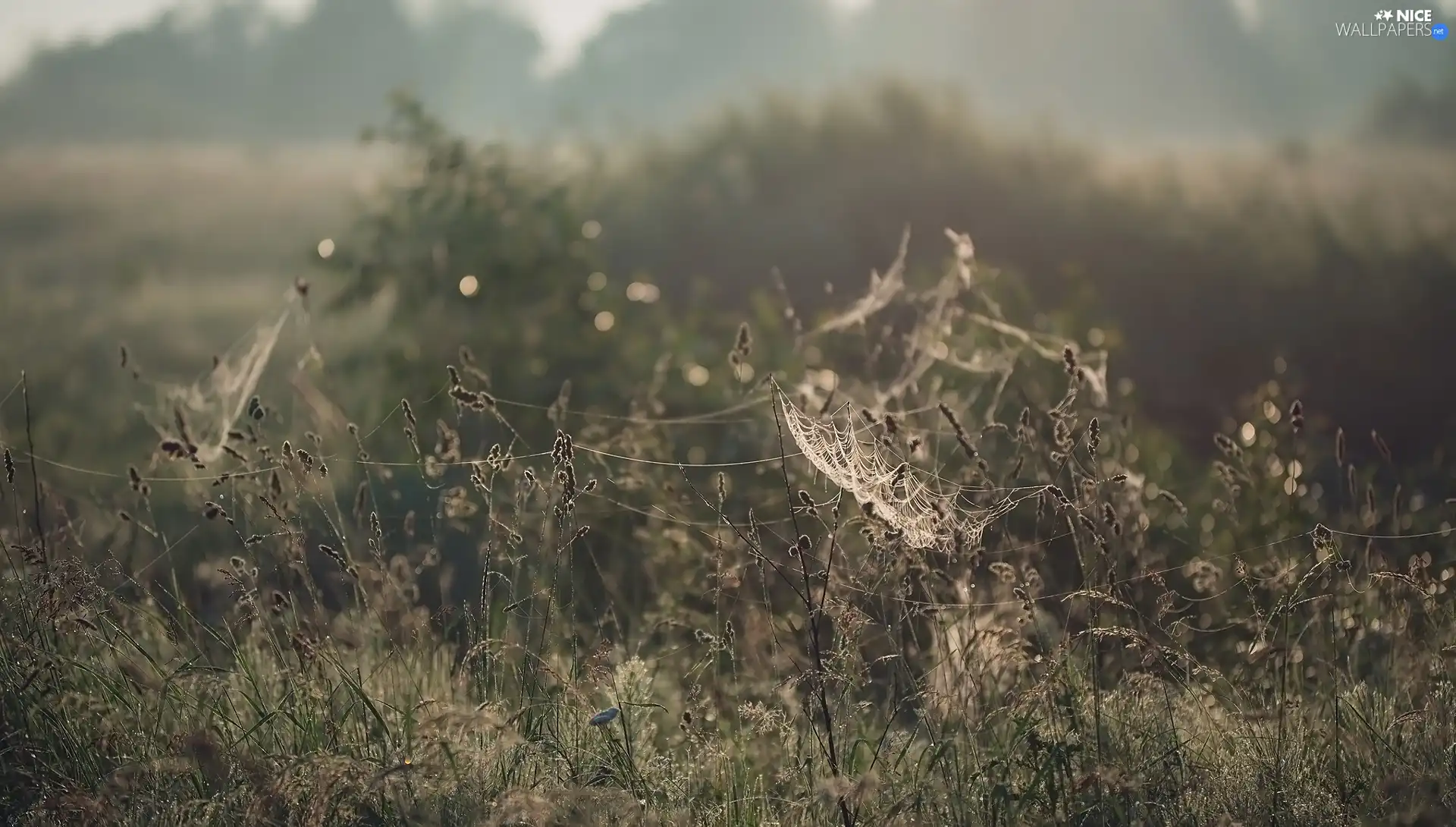 grass, Web, Plants