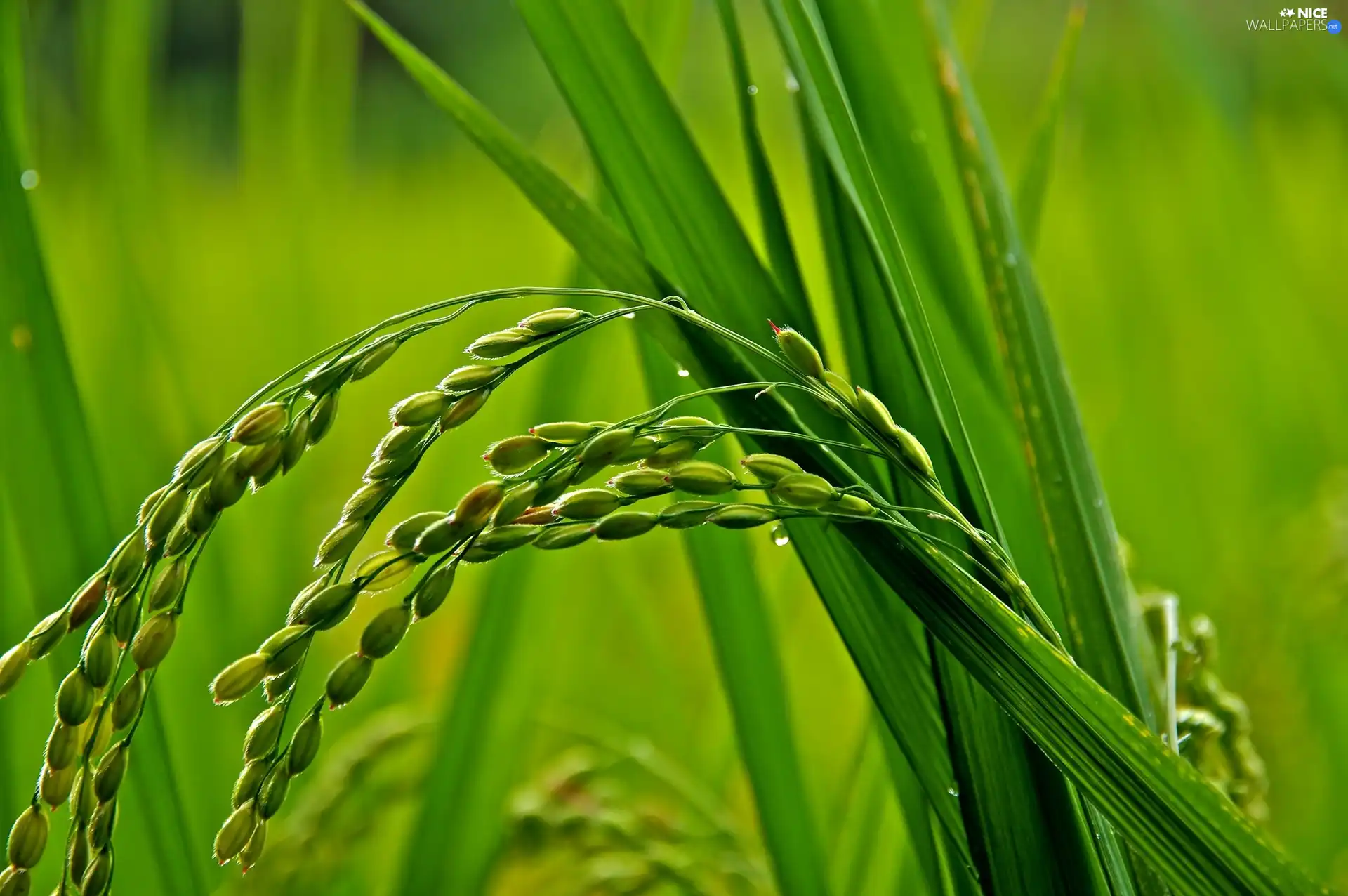 Plants, grass