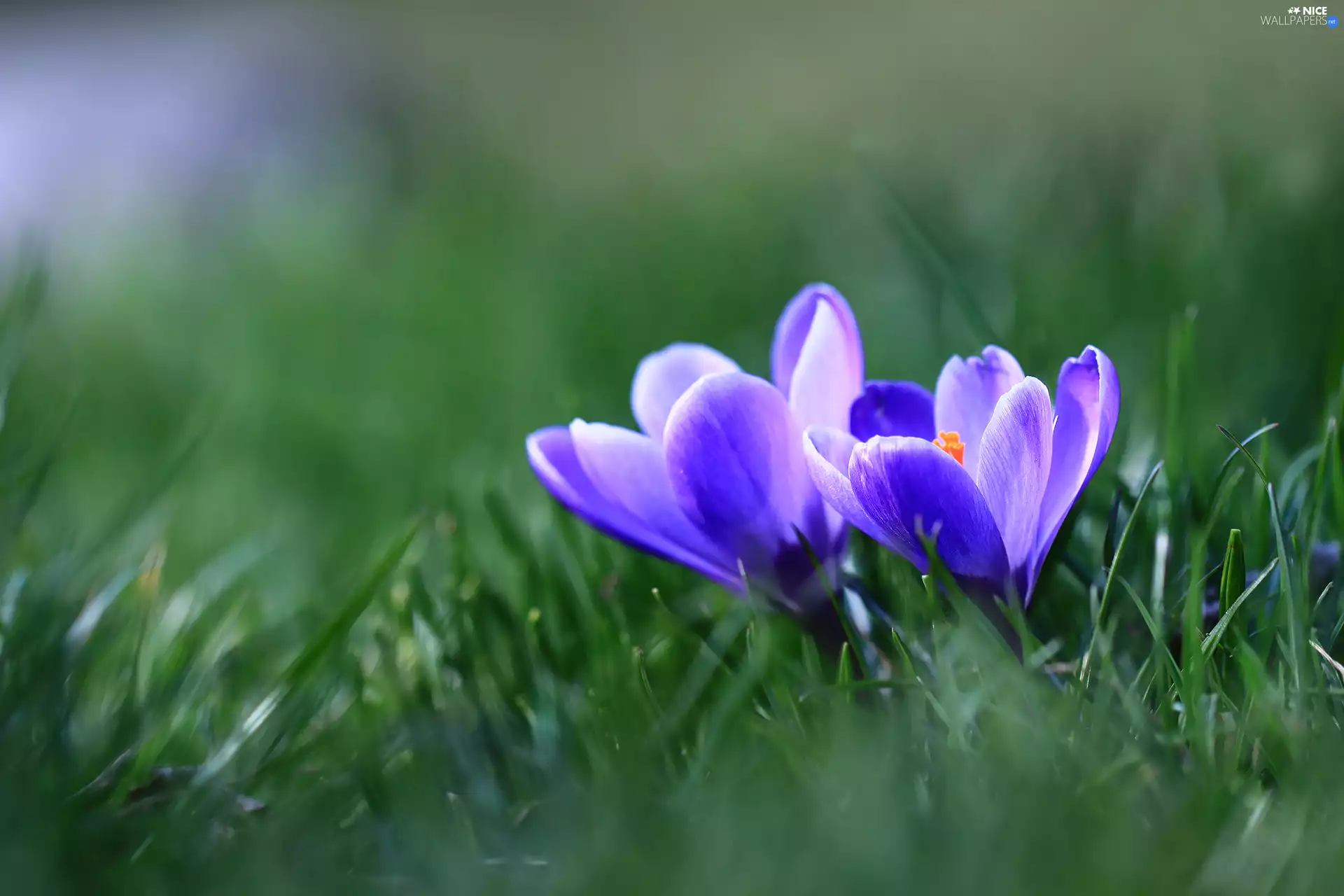 grass, crocuses, purple