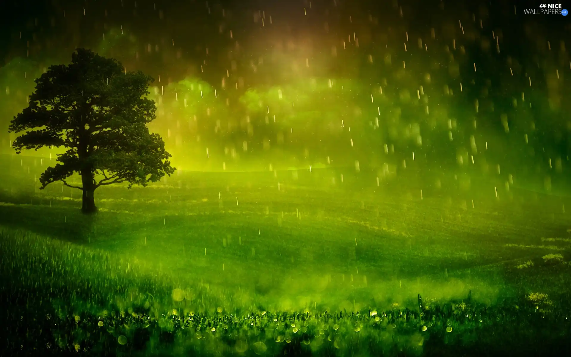 grass, trees, Rain