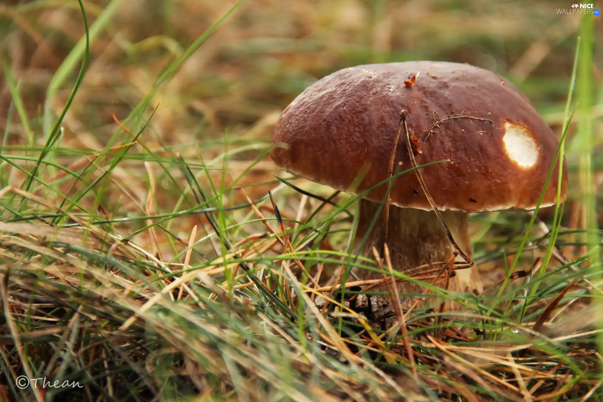 Mushrooms, boletus, grass, Real mushroom