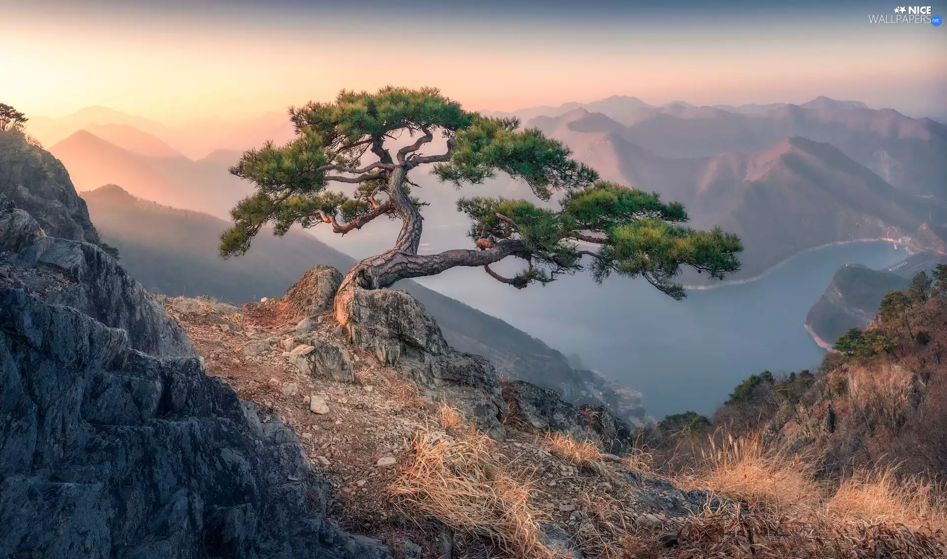 rocks, Mountains, pine, grass, trees, River