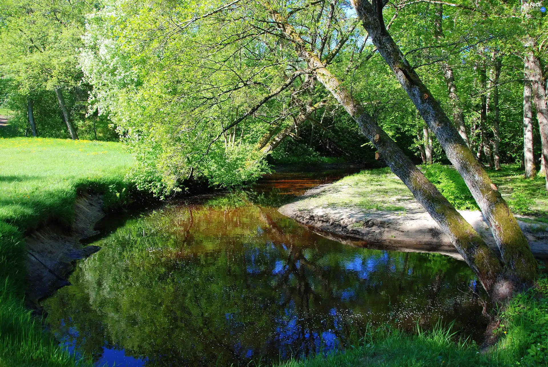 River, viewes, grass, trees