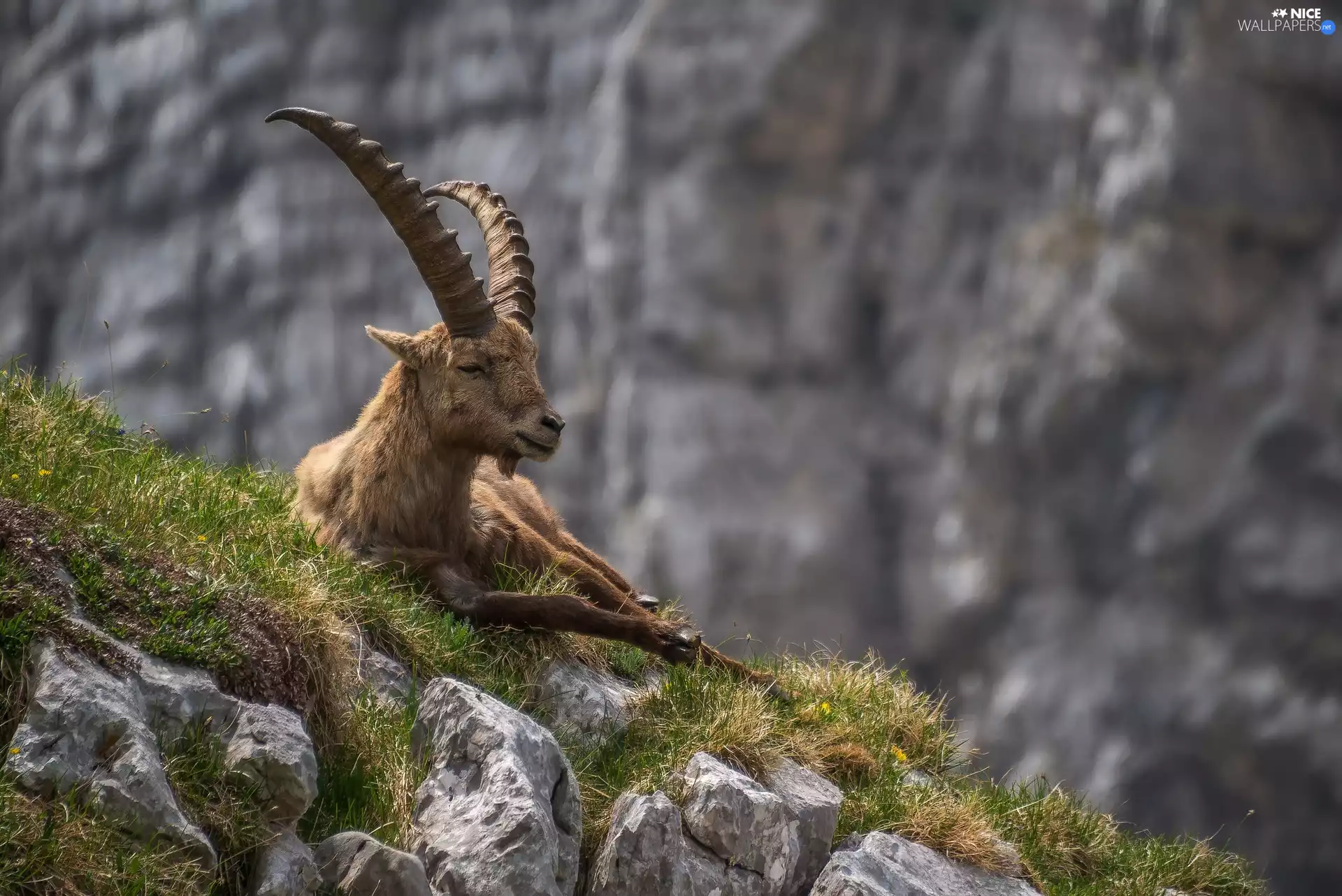 grass, ibex, Rocks