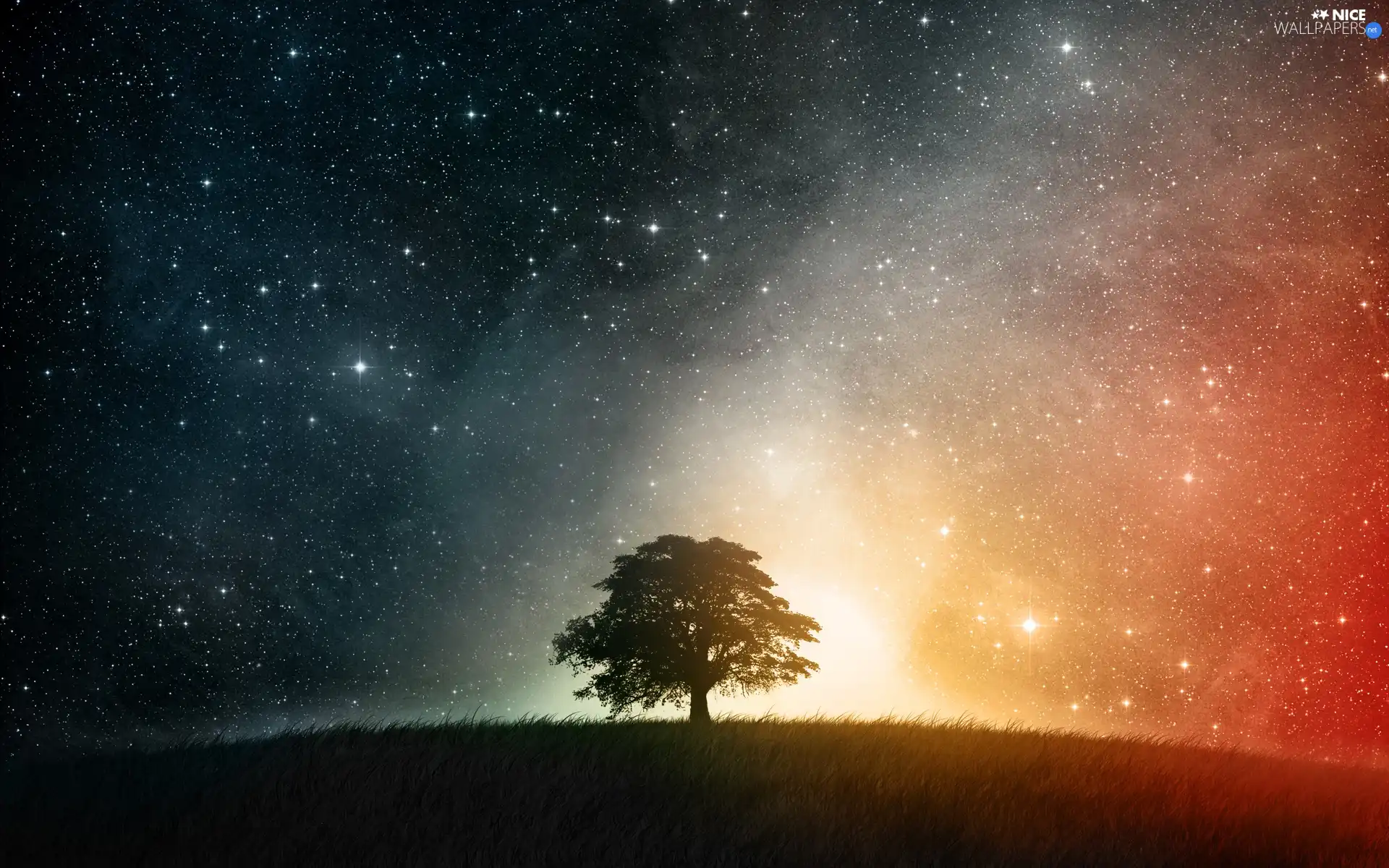 millions, dark, grass, sapling, Stars, Sky