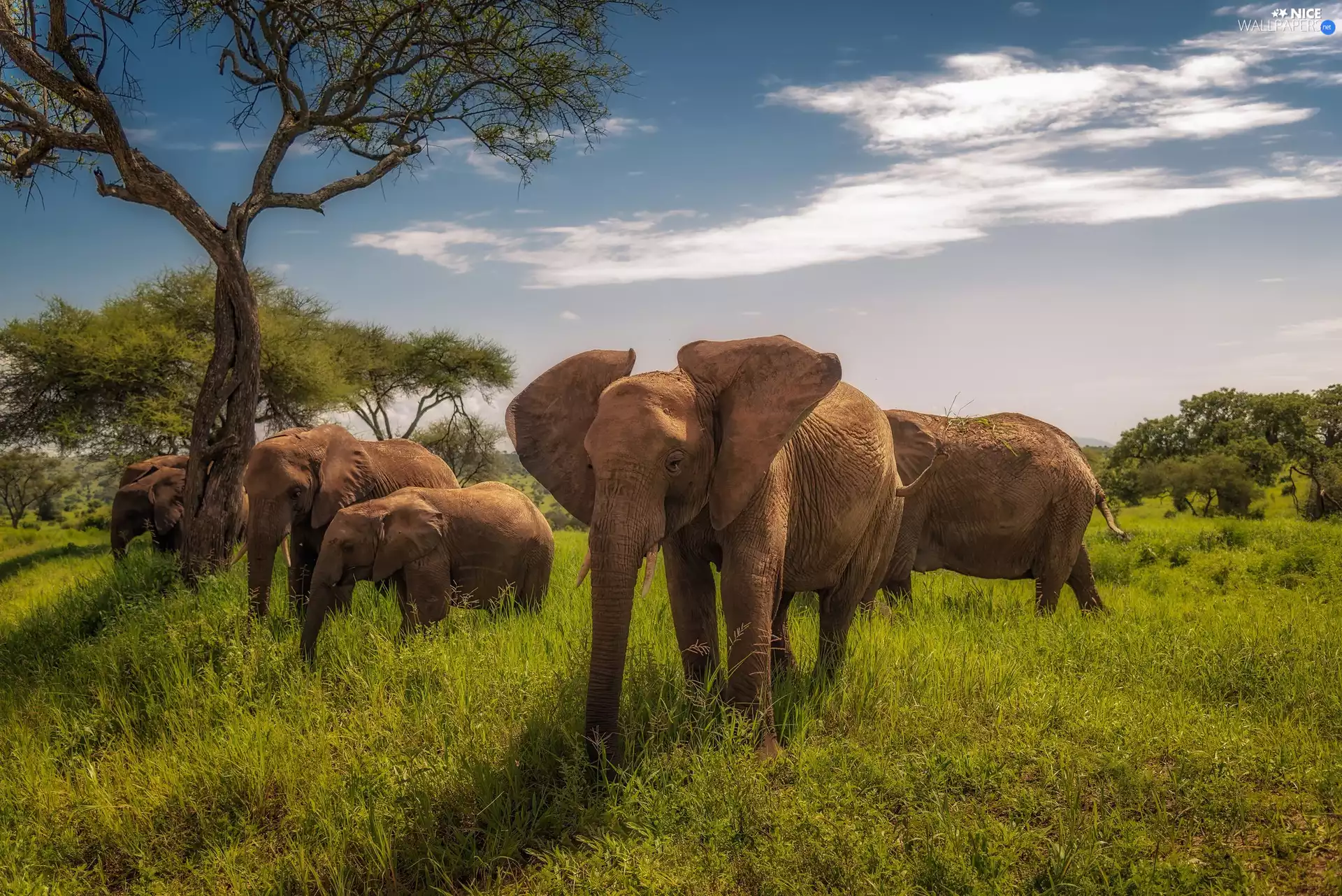 viewes, grass, savanna, trees, Elephants