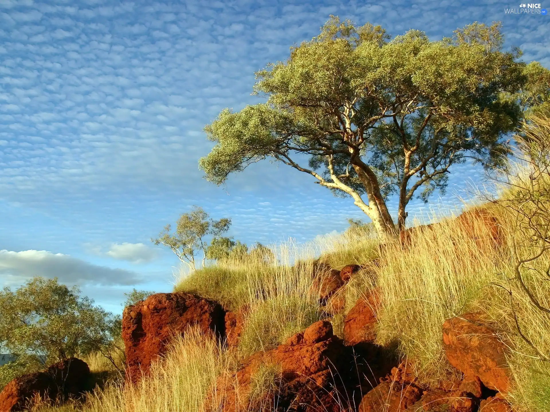 scarp, high, grass, trees