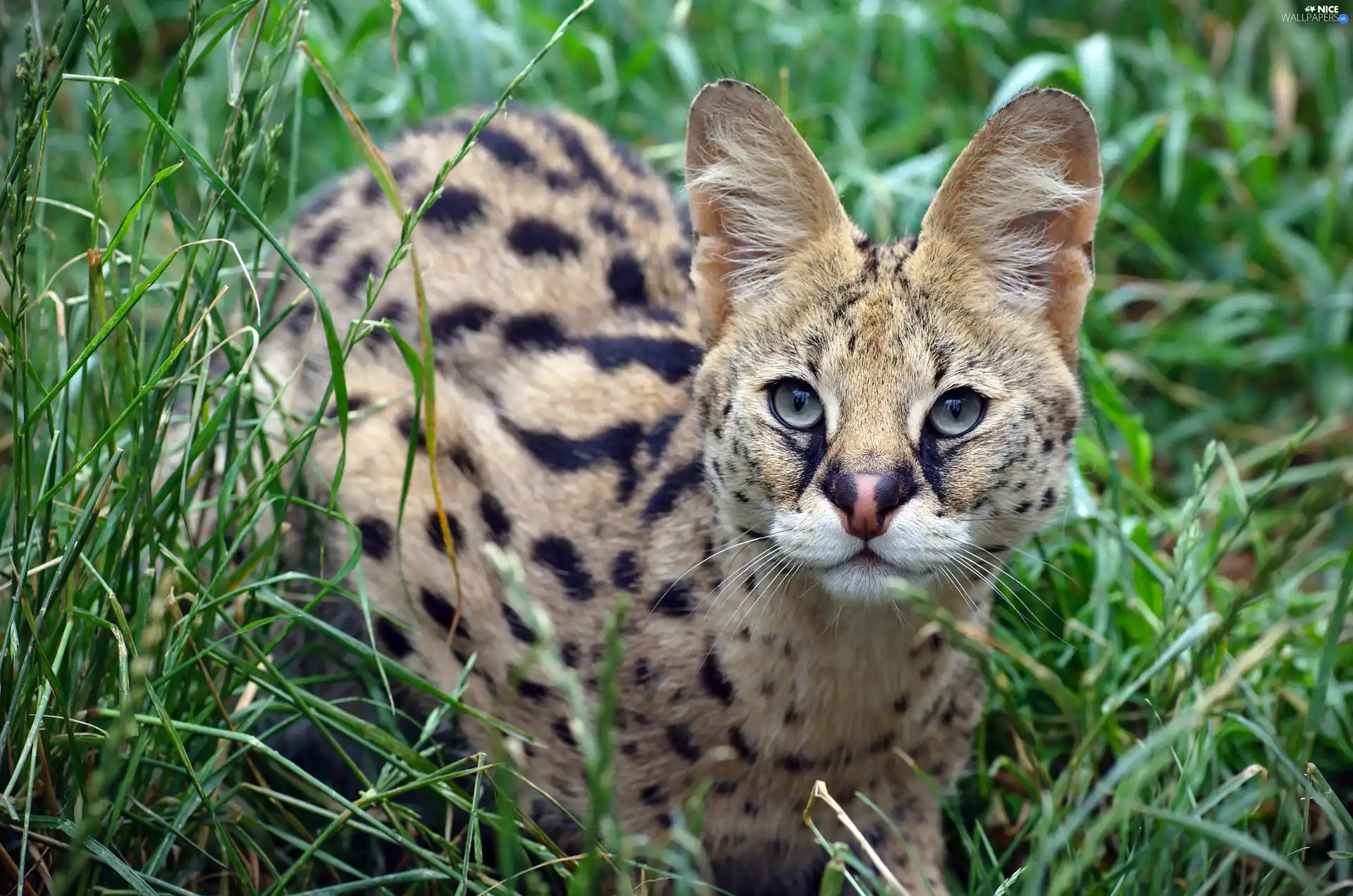 Serval, grass