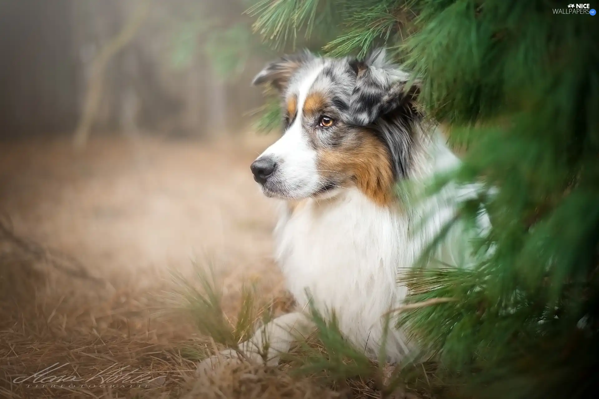 Australian Shepherd, conifer, grass, trees