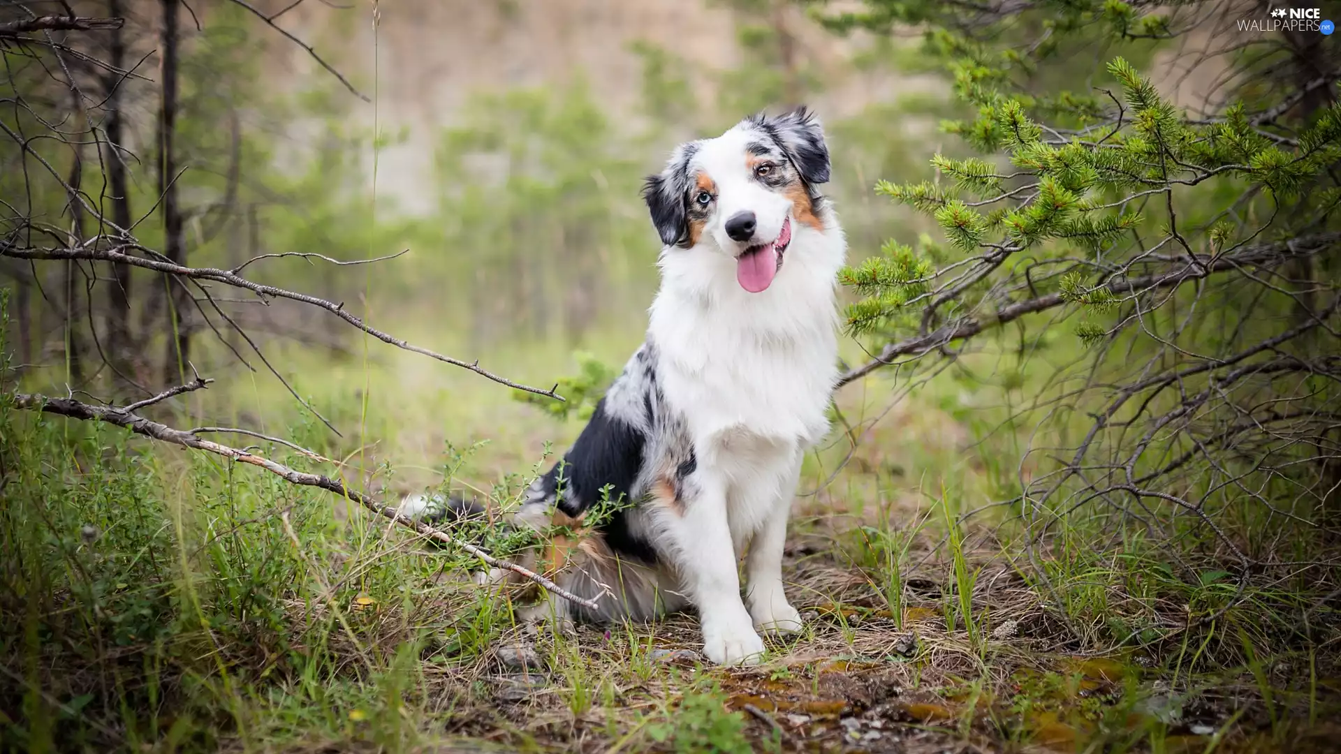 trees, Australian Shepherd, Twigs, forest, dog, viewes, grass