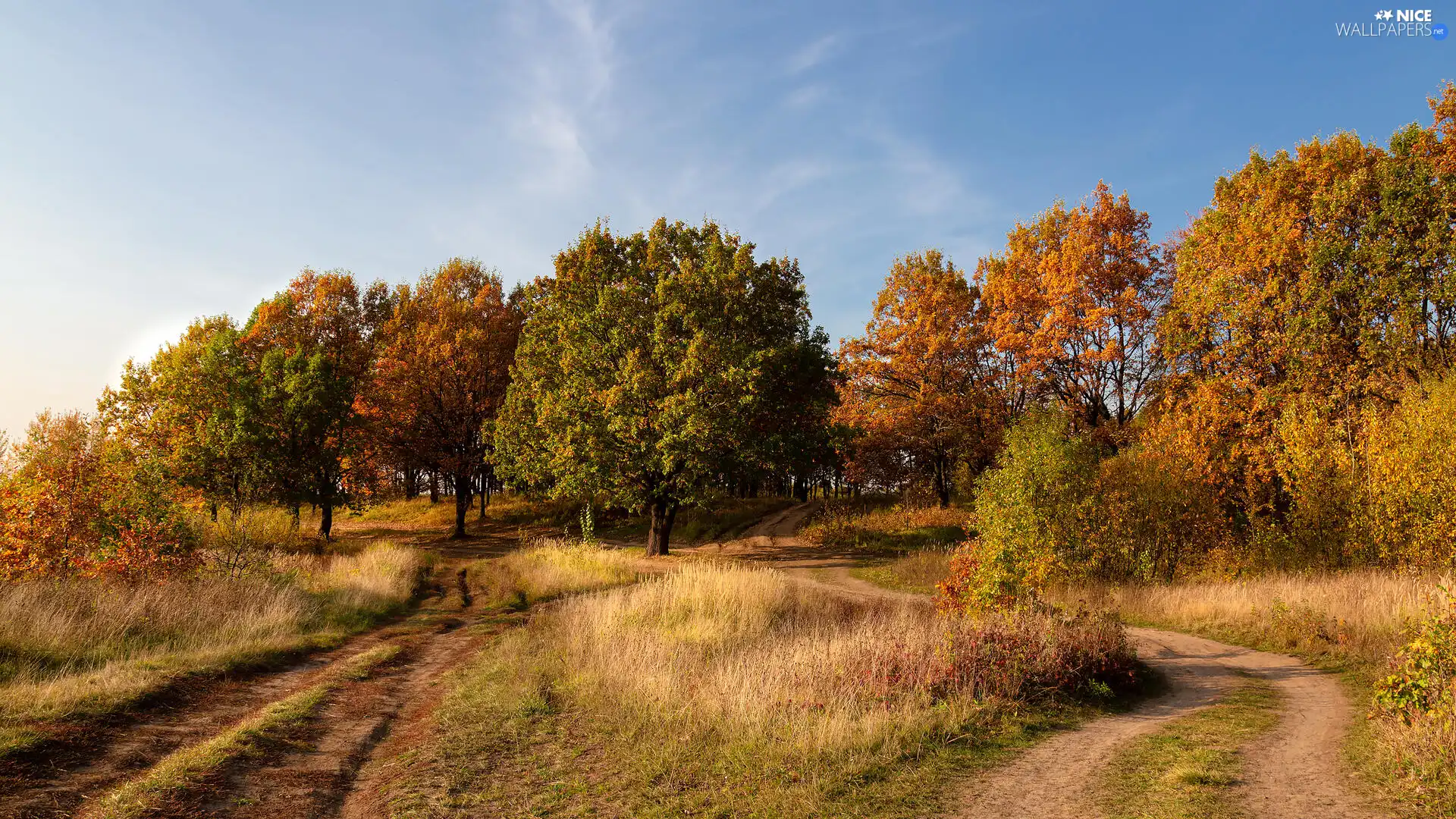 trees, viewes, Sky, forest, autumn, Paths, Way, grass