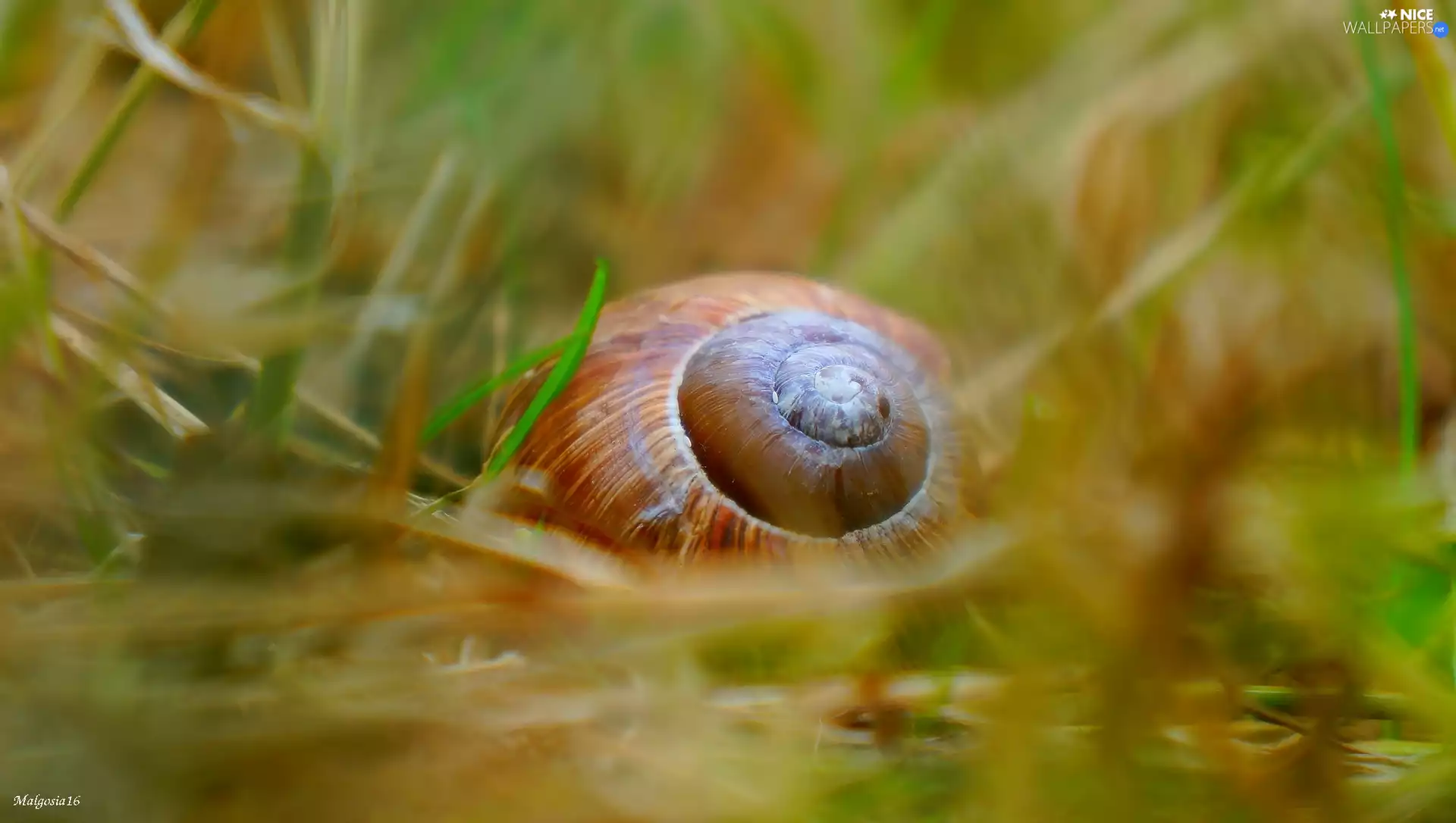 grass, shell, snail