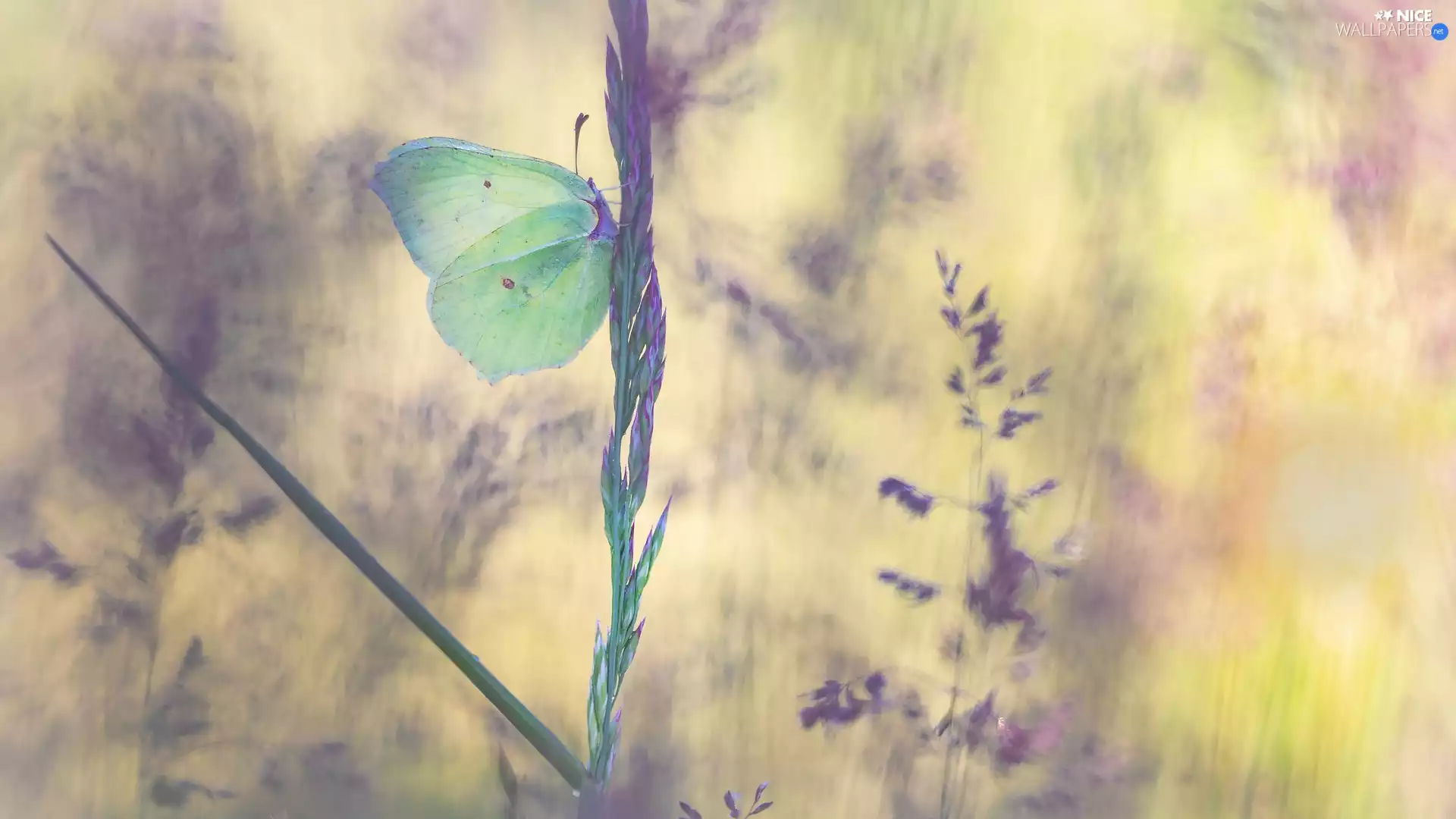 butterfly, grass, stalk, Gonepteryx rhamni