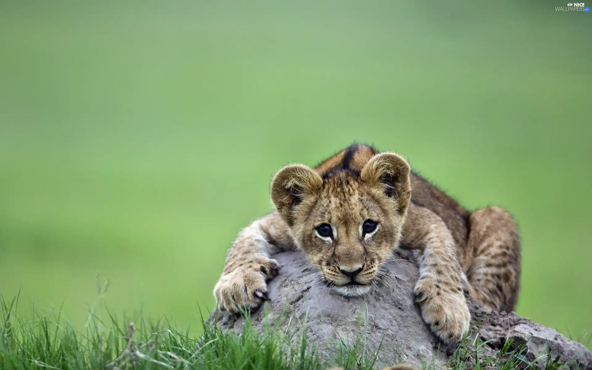 grass, lion, Stone