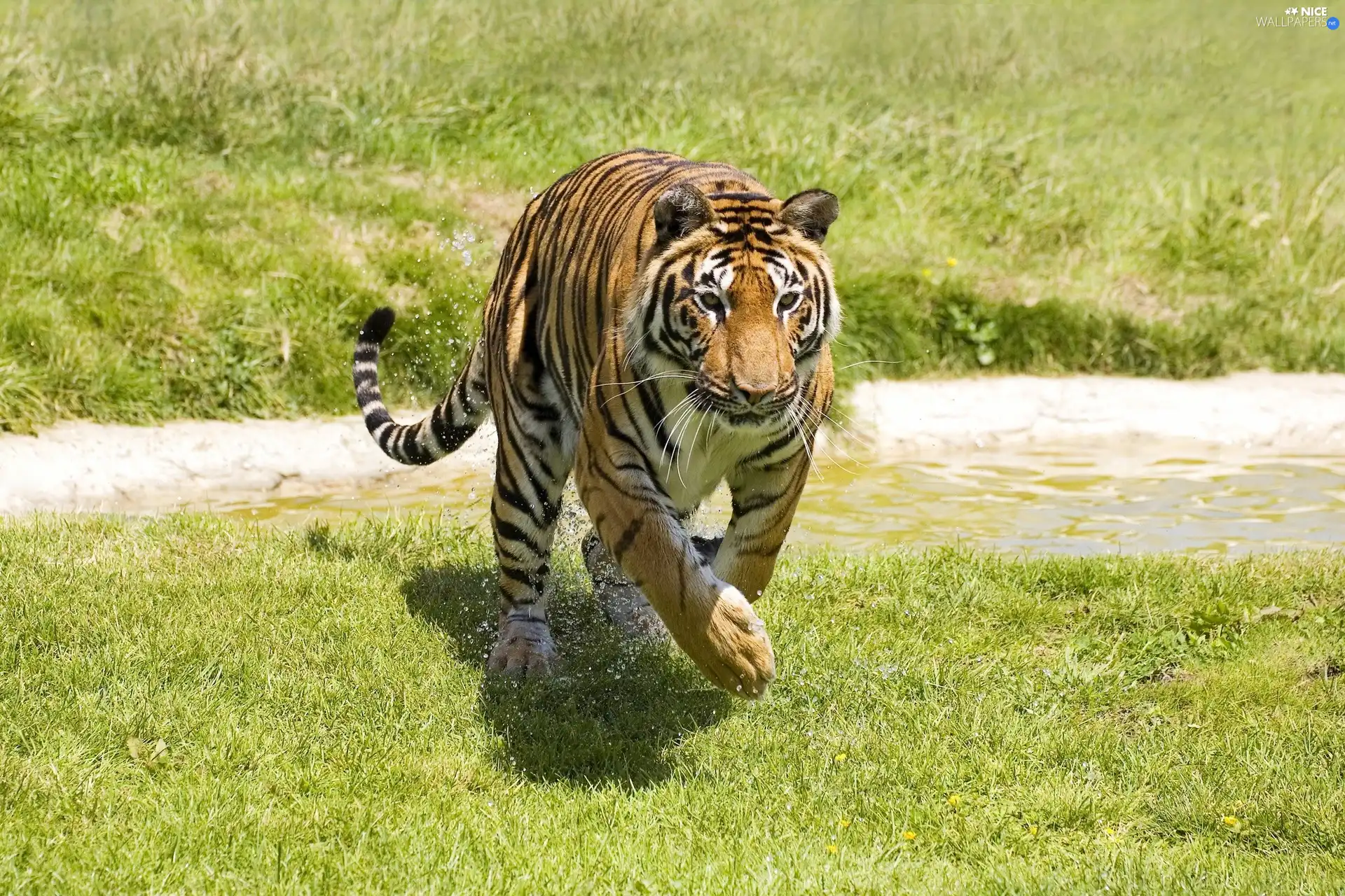 grass, tiger, stream