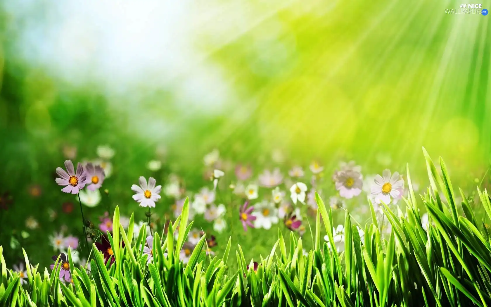 rays of the Sun, Cosmos, grass