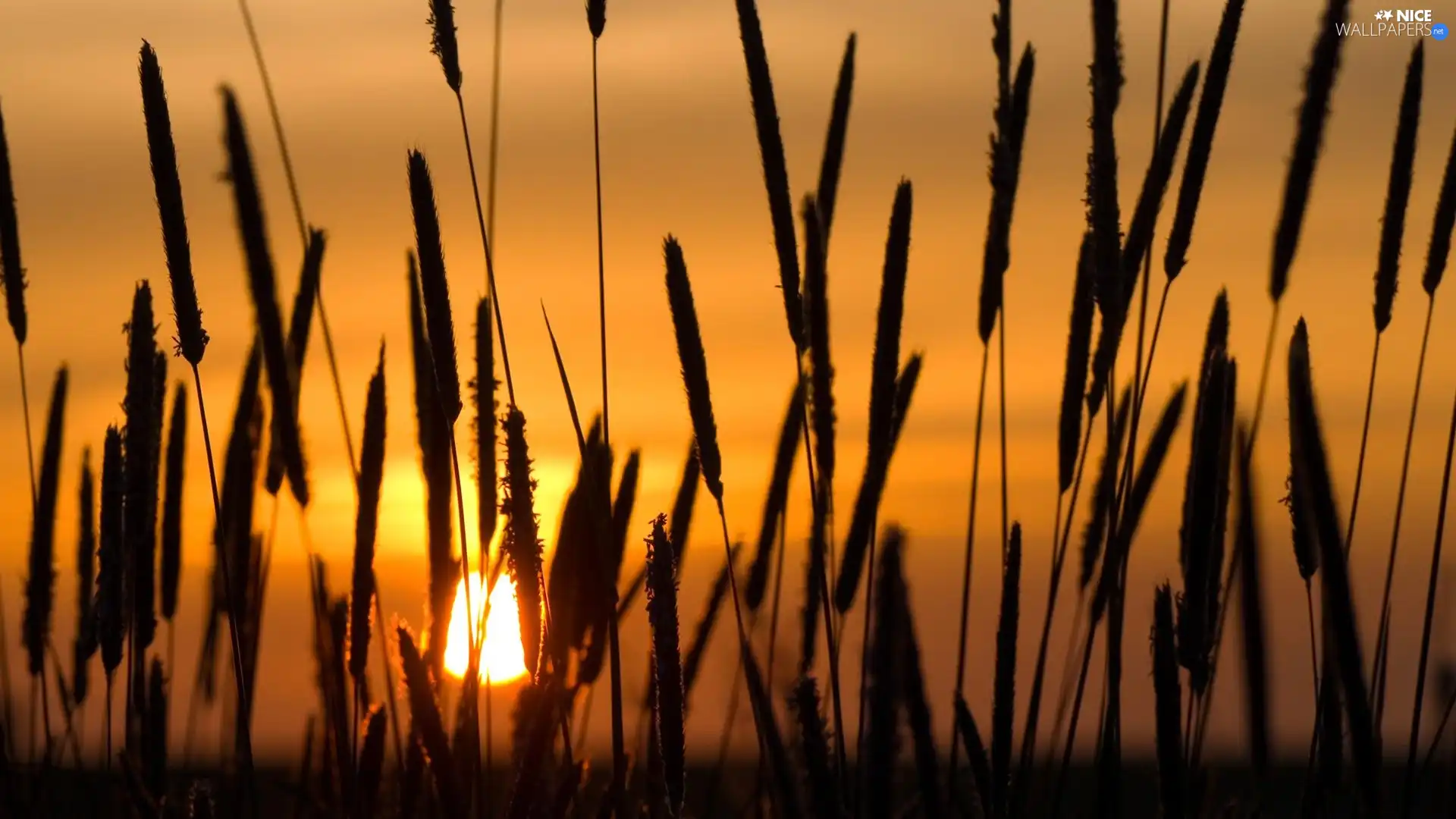 grass, west, sun